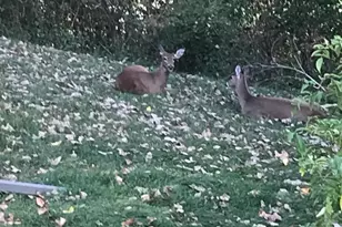 2335 2nd Ave SW, Rochester, MN 55902 - Photo 45