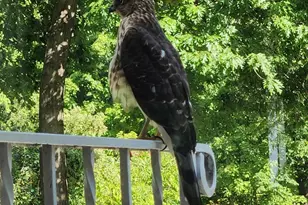 17570 Vergus Ave, Jordan, MN 55352 - Photo 55