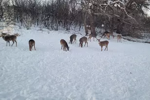 809 60th Ave SW, Rochester, MN 55902 - Photo 57