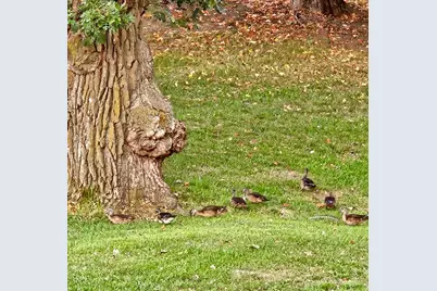 809 60th Avenue SW, Rochester, MN 55902 - Photo 45