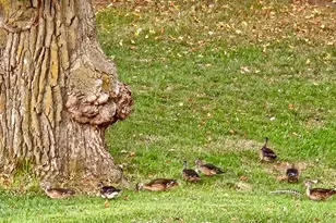 809 60th Ave SW, Rochester, MN 55902 - Photo 45