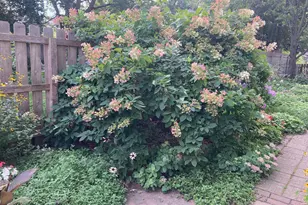 895 Lakeview Ave, Saint Paul, MN 55117 - Photo 33