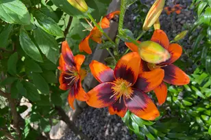 2061 10th Ave, Star Prairie, WI 54026 - Photo 43