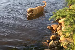 37931 Dream Island Rd, Crosslake, MN 56442 - Photo 29