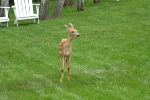 1295 Velvetleaf Ln, Lino Lakes, MN 55038 - Photo 57