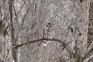 1295 Velvetleaf Ln, Lino Lakes, MN 55038 - Photo 59