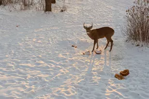 W11213 840th Ave, River Falls, WI 54022 - Photo 65