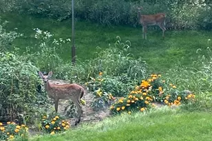 379 Jandel Ave NE, Hanover, MN 55341 - Photo 69