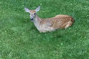 34644 Yak St NW, Princeton, MN 55371 - Photo 37