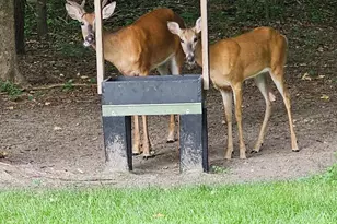 34644 Yak St NW, Princeton, MN 55371 - Photo 35