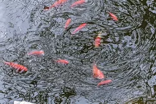 608 Fairview Cir, Farmington, MN 55024 - Photo 31