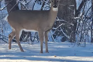 12118 Bluebird Cir NW, Coon Rapids, MN 55448 - Photo 25