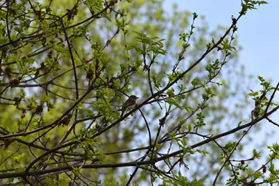 1405 Hamel Road, Medina, MN 55340 - Photo 5