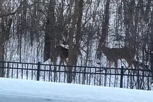 1020 Fernbrook Ln N, Plymouth, MN 55447 - Photo 39