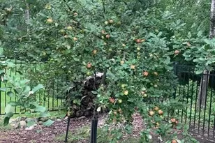 1020 Fernbrook Ln N, Plymouth, MN 55447 - Photo 37