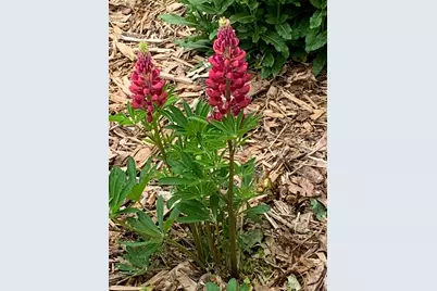 937 Laurel Avenue, Saint Paul, MN 55104 - Photo 57