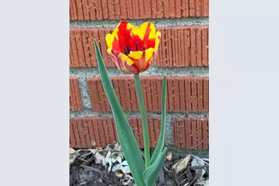 937 Laurel Avenue, Saint Paul, MN 55104 - Photo 47