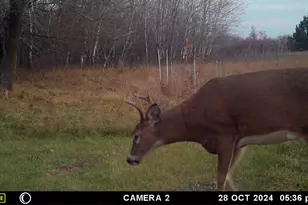 58988 Co Hwy 50, Deer Creek, MN 56527 - Photo 11