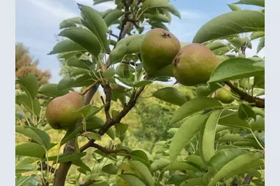 86360 Meyers Olson Road, Bayfield, WI 54814 - Photo 63