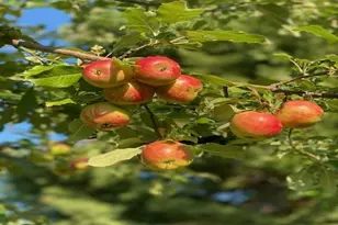 86360 Meyers-Olson Rd, Bayfield, WI 54814 - Photo 61