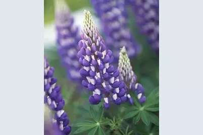 86360 Meyers Olson Road, Bayfield, WI 54814 - Photo 63