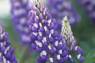 86360 Meyers-Olson Rd, Bayfield, WI 54814 - Photo 63