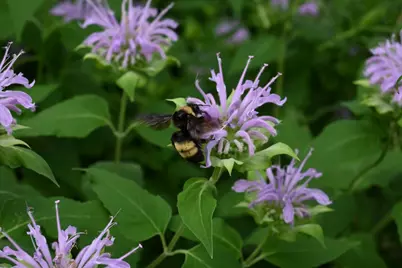 4231 Nokomis Avenue S, Minneapolis, MN 55406 - Photo 55