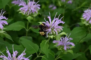 4231 Nokomis Ave S, Minneapolis, MN 55406 - Photo 55