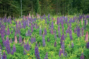 2437 Hwy 3, Two Harbors, MN 55616 - Photo 25