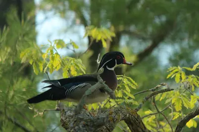 4388 Robin Lane NW, Hackensack, MN 56452 - Photo 107