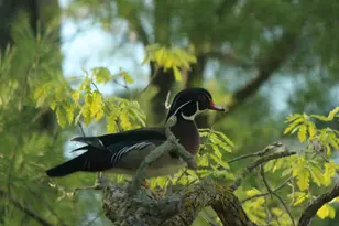 4388 Robin Ln NW, Hackensack, MN 56452 - Photo 107