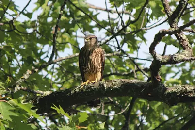 4388 Robin Lane NW, Hackensack, MN 56452 - Photo 109