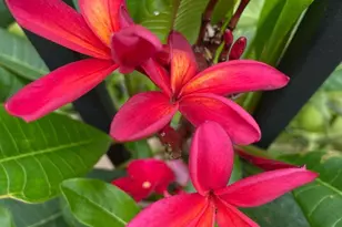 2717 59th St NW, Rochester, MN 55901 - Photo 61