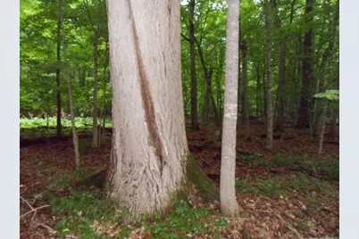 Tbd Lot 19 Ni Gig Trail, Cass Lake, MN 56633 - Photo 7