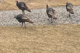 25388 Co Rd 523, Effie, MN 56639 - Photo 39