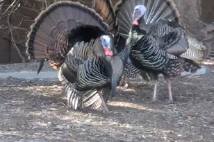 2060 125th Ln NW, Coon Rapids, MN 55448 - Photo 29