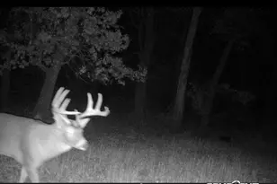 26904 Cedar Rd, Cushing, MN 56443 - Photo 61