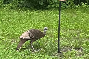 33798 Twin Oaks Trail W, Motley, MN 56466 - Photo 45