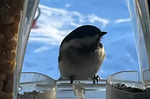 33798 Twin Oaks Trail W, Motley, MN 56466 - Photo 41