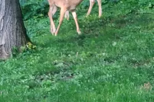 128 E Walnut St, Glenwood City, WI 54013 - Photo 57