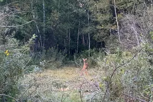 8646 170th St, Milaca, MN 56353 - Photo 29