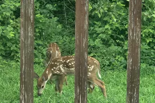 28890 County 25 S, Peterson, MN 55962 - Photo 45