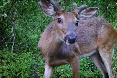 28890 County 25 S, Peterson, MN 55962 - Photo 75