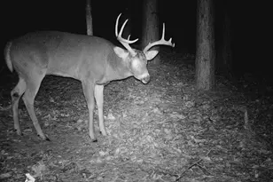 28890 County 25 S, Peterson, MN 55962 - Photo 81