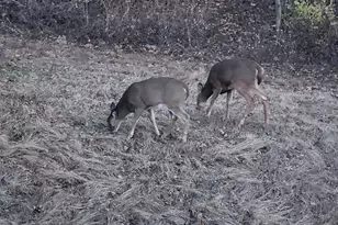 28890 County 25 S, Peterson, MN 55962 - Photo 61