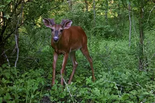 28890 County 25 S, Peterson, MN 55962 - Photo 93