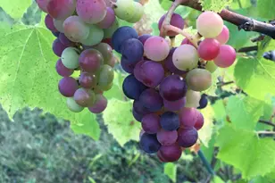 4318 E Valley Brook Rd, Superior, WI 54880 - Photo 57