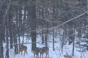 64503 Norway Spruce Rd, Finlayson, MN 55735 - Photo 45