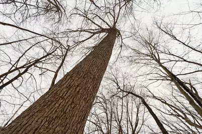 E6783 1090th Avenue, Wheeler, WI 54772 - Photo 21