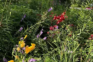 6952 Oakmere Ln NW, Rochester, MN 55901 - Photo 63